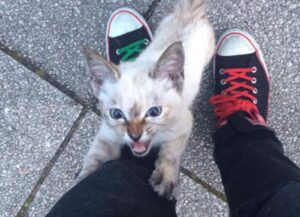 Lo ha trovato in un parco, disperato, il gattino si è aggrappato a lui e non l’ha fatto andare via