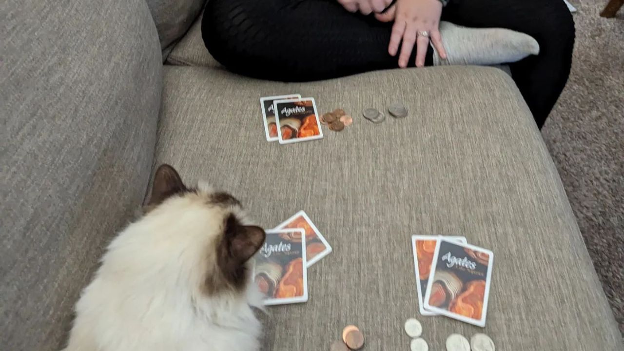 Gatto che gioca a carte