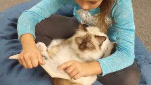 Loro sono Raul e Carl, due gatti portentosi che insegnano a leggere ai bambini