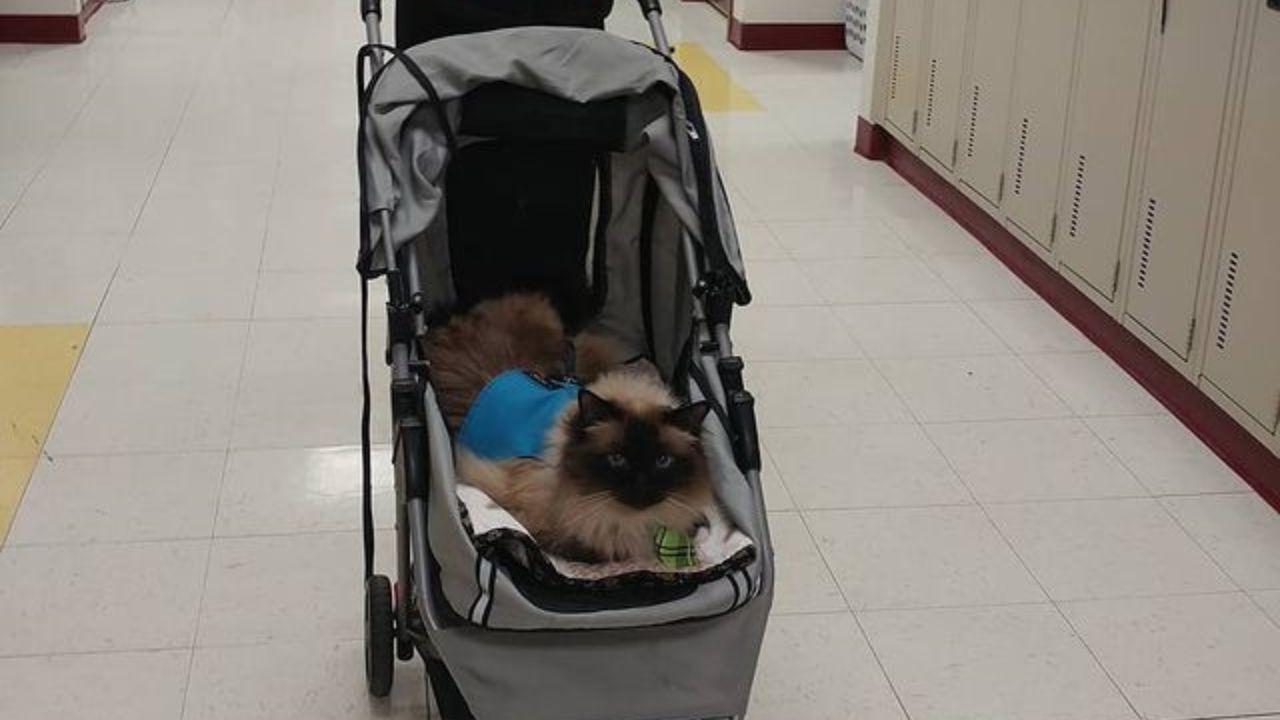 Micio sul passeggino