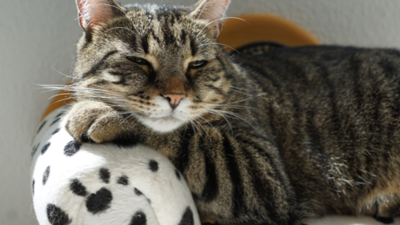 Gatto dorme