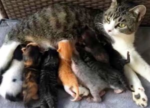 Questa mamma gatta adotta, coccola e allatta tutti i micini presenti in gattile