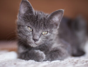 Questi sono i primi segni che il tuo gatto ha qualcosa che non va: fai attenzione