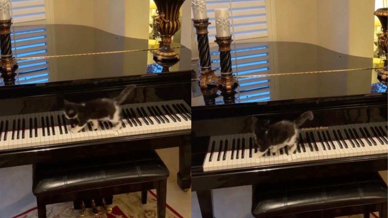 Gatto che suona il piano