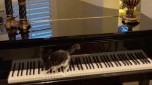 Questo è quello che è accaduto quando questo gattino ha “scoperto” i tasti del pianoforte