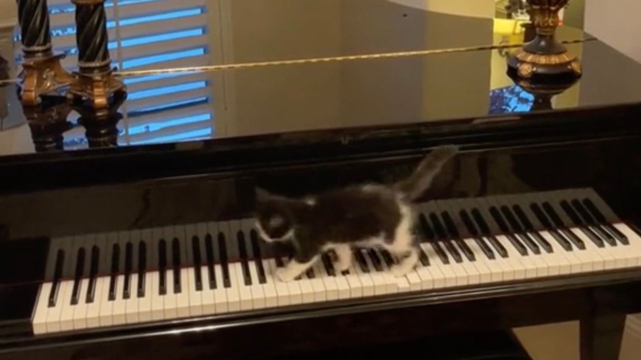 Piccolo gatto suona il piano