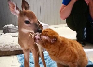 Questo gatto è stato salvato da un incendio, e ora è così grato che dedica la sua vita alle buone azioni