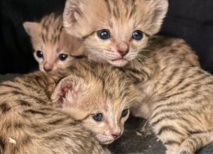 Sembrano degli adorabili gattini ma non lo sono: questi “micetti” sono molto speciali