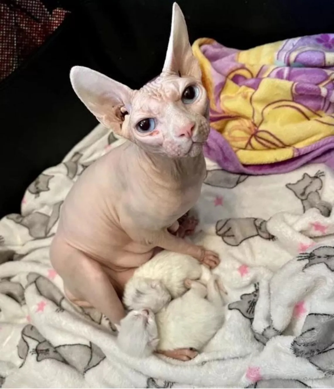 gatta sphynx