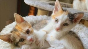 Sono stati salvati entrambi dopo essere stati trovati in un parcheggio e ora questi gattini sono inseparabili
