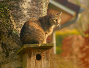 Uno studio risponde a una domanda spinosa: i gatti sono davvero addomesticabili?