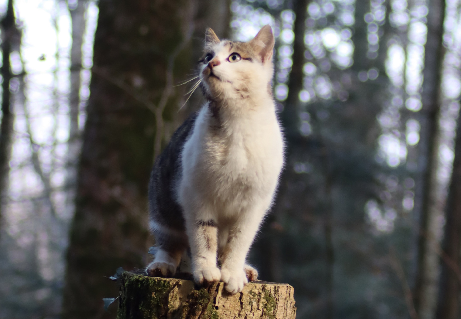 gatto su tronco d'albero