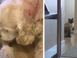 Una micina eroica: questa gatta ha salvato il cane da una terribile aggressione