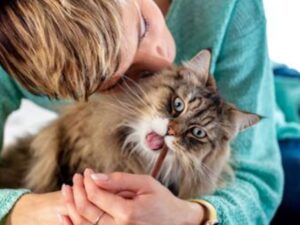 gatto grigio a pelo lungo