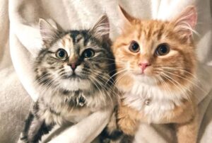 Questo gatto sta facendo il giro del web per le bende della sua coda, sempre più fashion