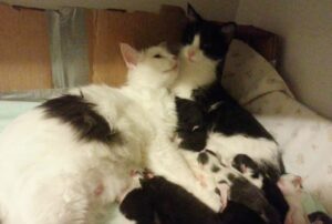 Salvano insieme queste mamme gatte e loro crescono insieme ben dodici gattini
