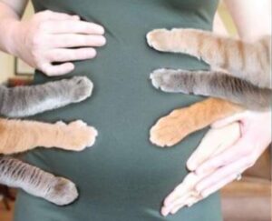 La coppia annuncia la gravidanza in modo perfetto, coinvolgendo tutti i loro gatti