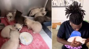 La pura gioia del ragazzo che adotta il suo primo gattino ricorda ai volontari perché fanno il loro lavoro