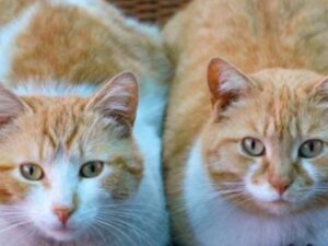 Una coppia offre 66.000 euro all’anno per trovare qualcuno che possa prendersi cura dei propri gatti