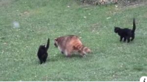 Un procione cieco ha visitato questo giardino per anni, finché non si presentato con due gatti