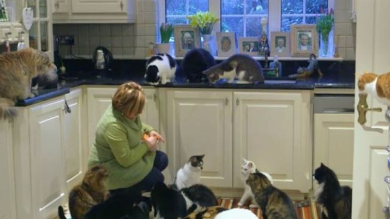 donna seduta circondata da gatti