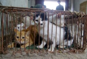 Salvano 150 gatti in gabbia: sarebbero stati immessi sul mercato per diventare cibo