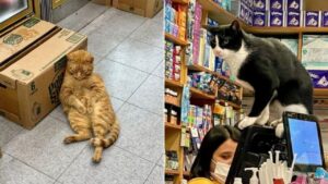 Sì, questa pagina Instagram raccoglie foto di gatti “proprietari” di diversi negozi
