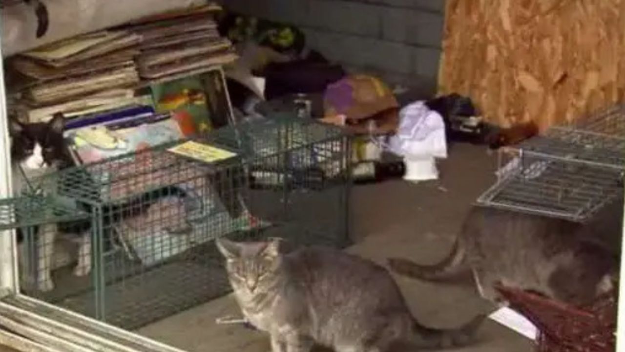 gatto grigio con gatto bianco e nero