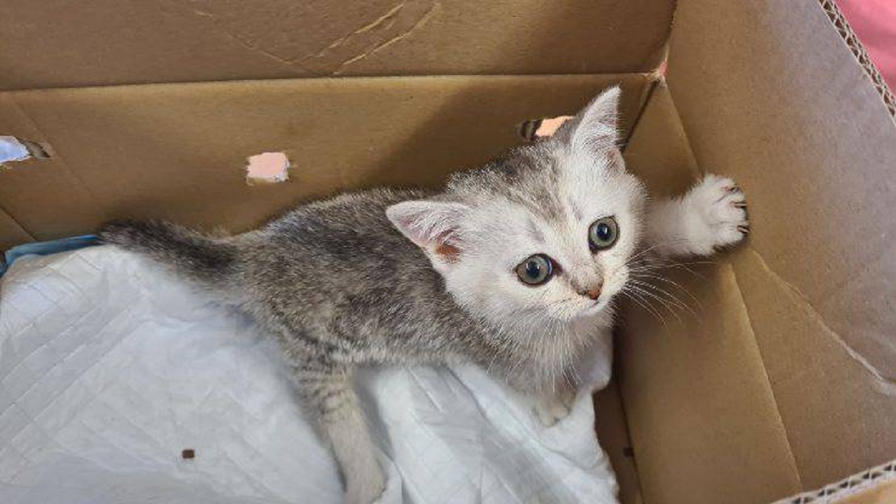 Gattina trovata dentro una scatola