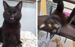 Il volontario del rifugio trova un gattino con una faccia unica e finisce per adottarlo