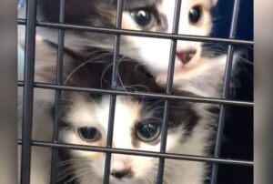 Le due adorabili sorelle gatte riescono a evitare l’eutanasia e ora condividono una casa per sempre