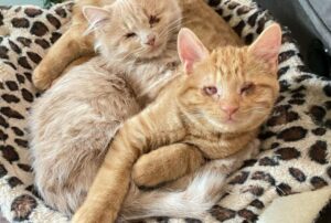 Questi due gattini ciechi salvati dalla strada dimostrano che non possono più vivere l’uno senza l’altro