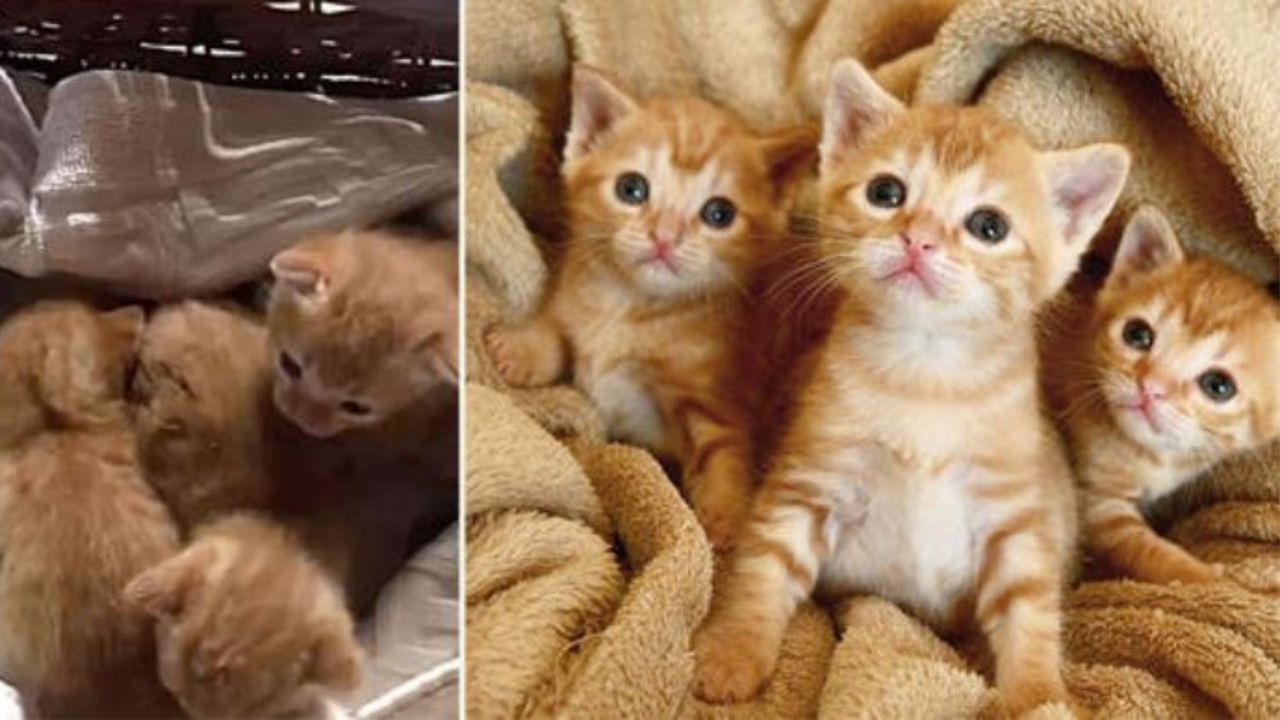 Tre gattine color arancione