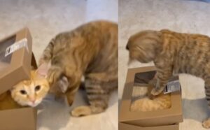 Becca il suo fratellino a rubarle il cibo: questa gattina sa come rimetterlo al suo posto (VIDEO)