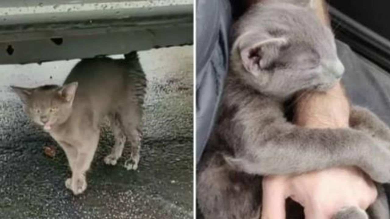 gattino nascosto sotto un'automobile