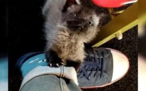 micio grigio