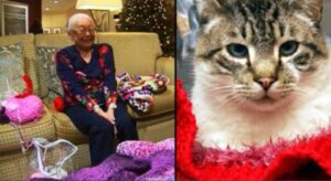 Questa signora di 93 anni passa il suo tempo a fare maglioni per i gattini dei rifugi