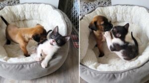 Benji incontra Ava e nessuno può più dividerli: il gattino e la cucciola sono tutti da amare