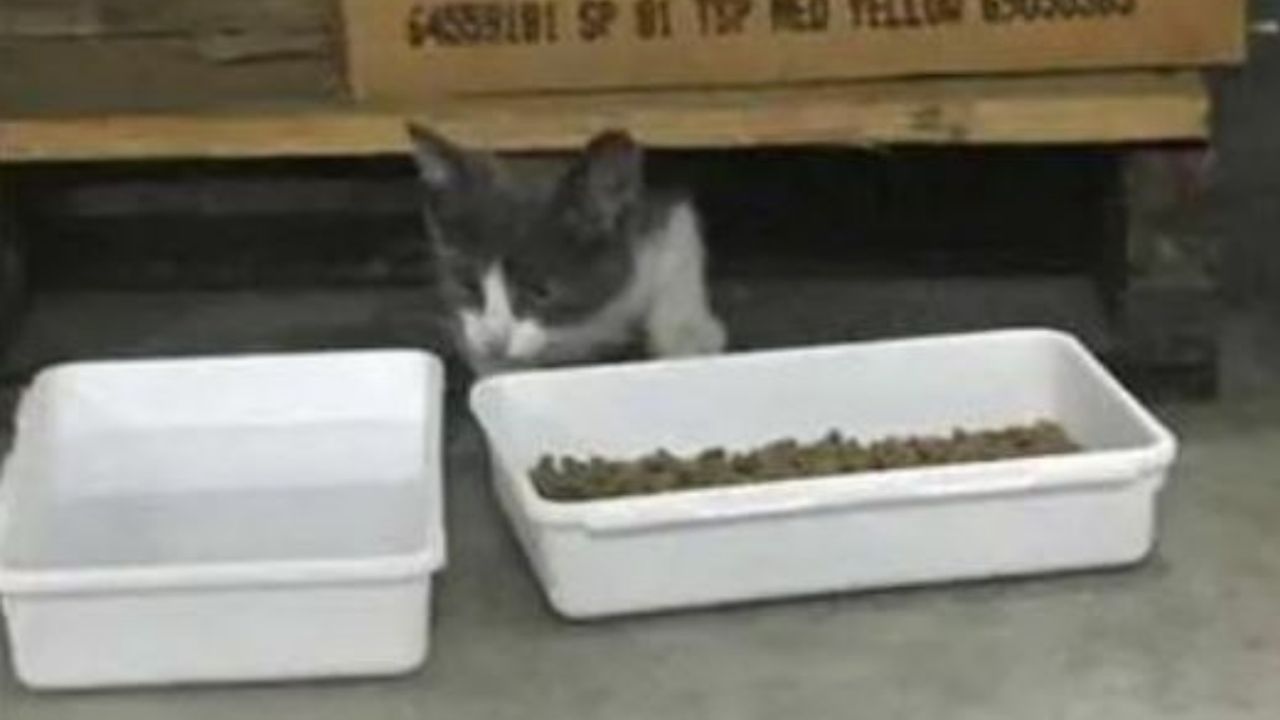 Un gattino con delle crocchette davanti