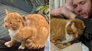 La vita di questo gatto arancione è drasticamente cambiata dopo il salvataggio dalla strada