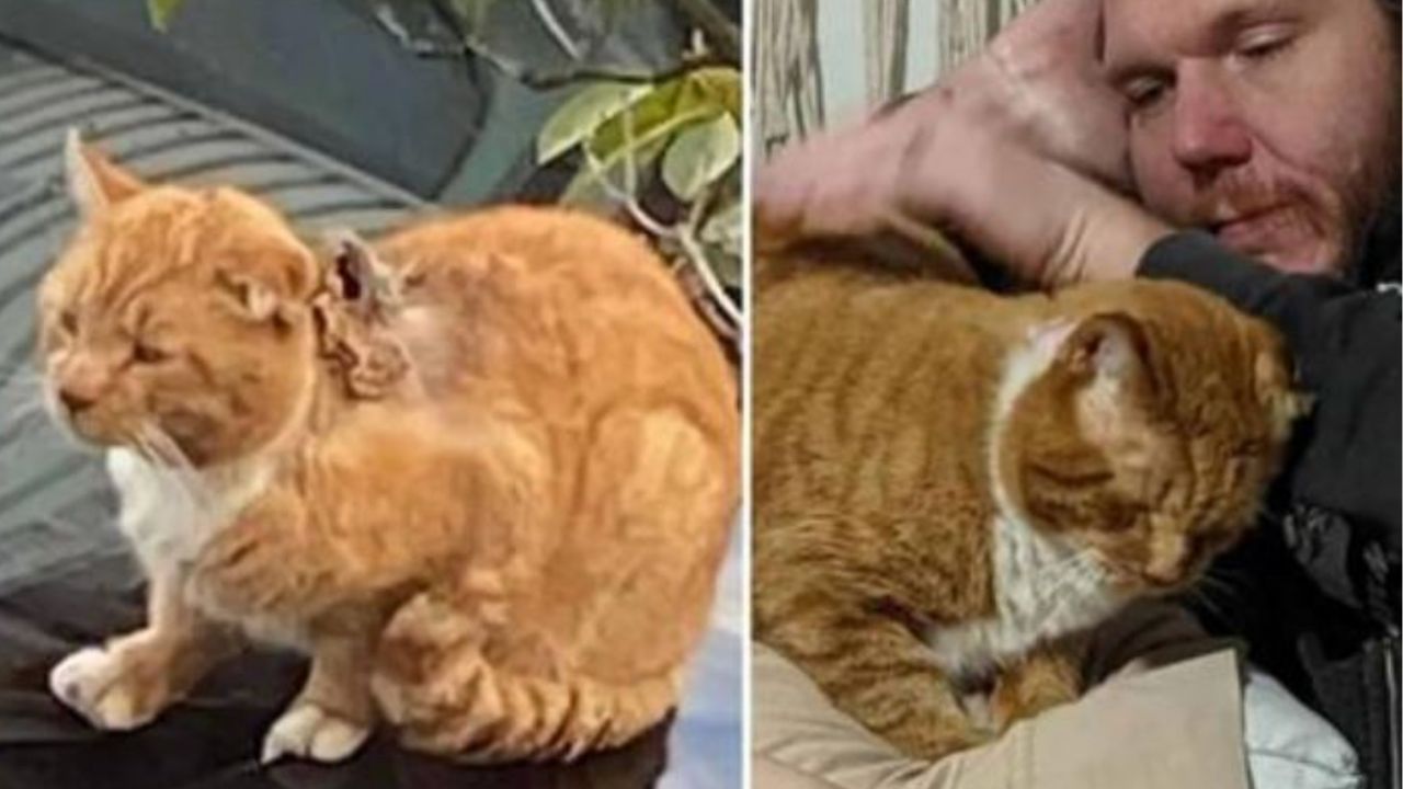Un gatto arancione di nome Garfield