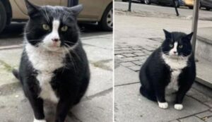 No, non è uno scherzo: questo gatto è valutato con ben 5 stelle su Google Maps