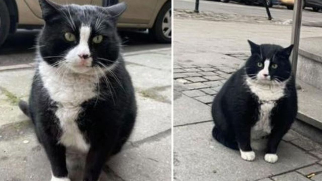 Gacek il gatto di Stettino