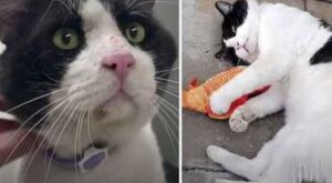 Il vicino decide di abbandonare il gatto anziano, ma lui non ci sta: interviene e cambia tutto