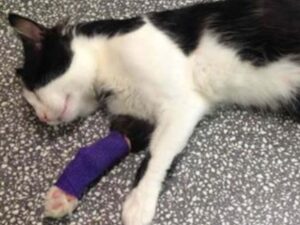 gatto con fascia blu alla zampa