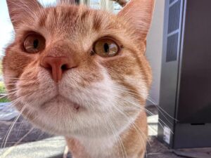 Gatto accompagna i proprietari in stazione ogni giorno. Poi Rysiu torna a casa da solo