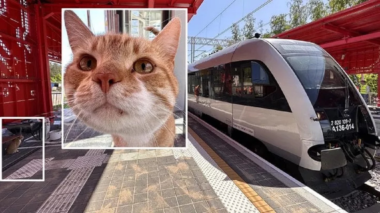 Gatto in stazione