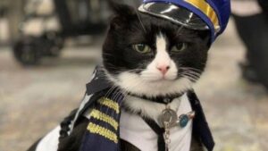 Lui è Duke, il gatto che lavora in aeroporto per fare da sostegno emotivo a chi non sta bene