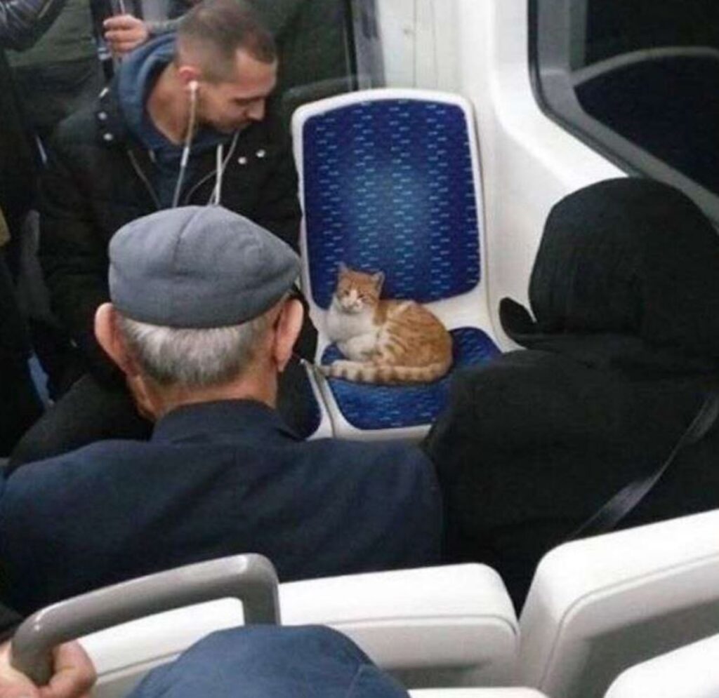 gatto seduto in autobus