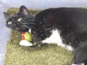 gatto con giocattolo tra le zampe